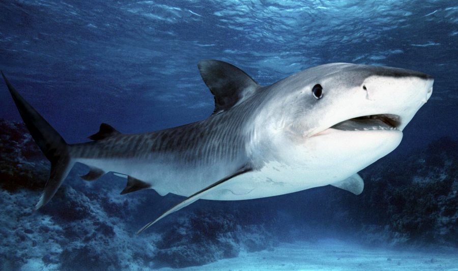 В Индийском океане акула убила борца с акулами