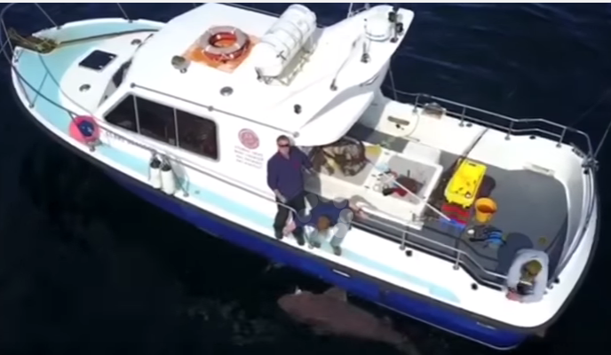 Видео: в Ирландии рыбак поймал семиметровую акулу