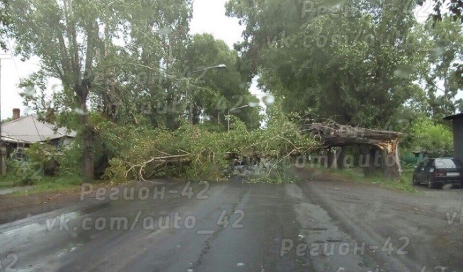 Упавшее дерево перекрыло улицу Гагарина в Кемерове
