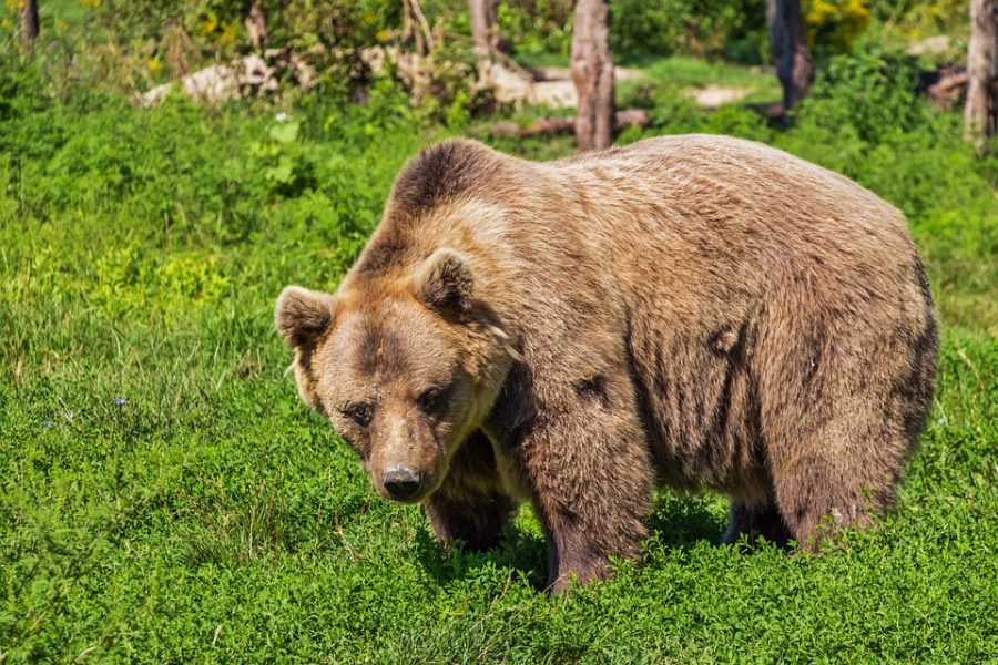 Одиннадцатилетний житель Аляски спас родственников от медведя