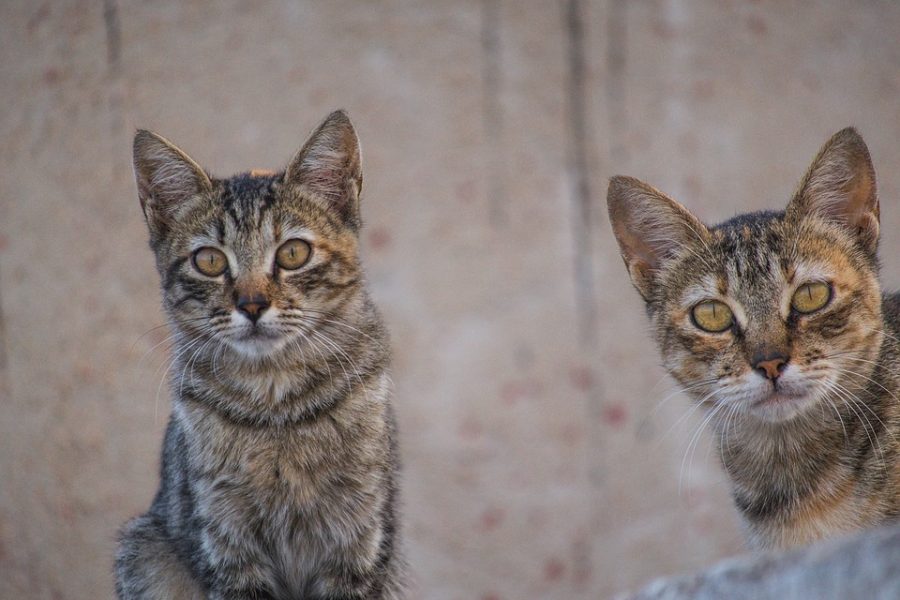В новокузнецкой квартире с 25 кошками обнаружили многократное превышение ПДК аммиака