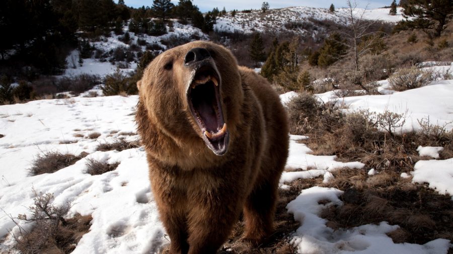 В Красноярском крае медведь убил ребёнка