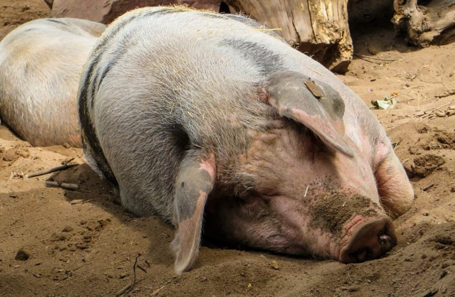 Кузбассовцев предупреждают о вспышке африканской чумы свиней в соседнем регионе
