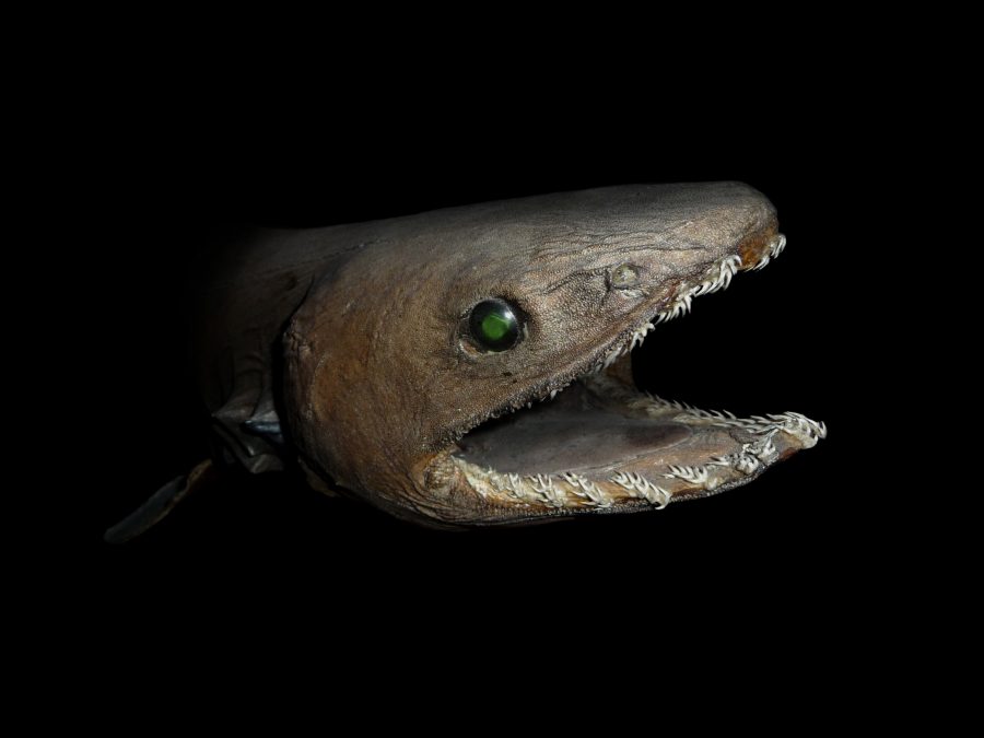 У берегов Португалии поймали доисторическую акулу-монстра