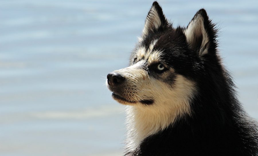 Жители Кузбасса разыскивают живодёров, утроивших массовый расстрел собак
