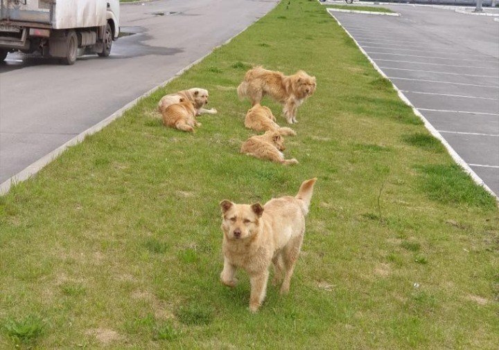 Кемеровчане жалуются на стаю собак возле гипермаркета «Лента»