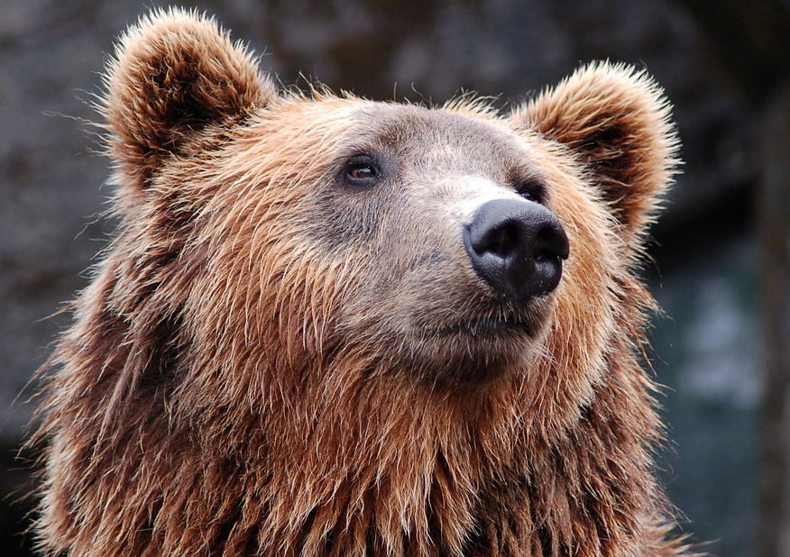 В Кузбассе застрелили очень наглого медведя