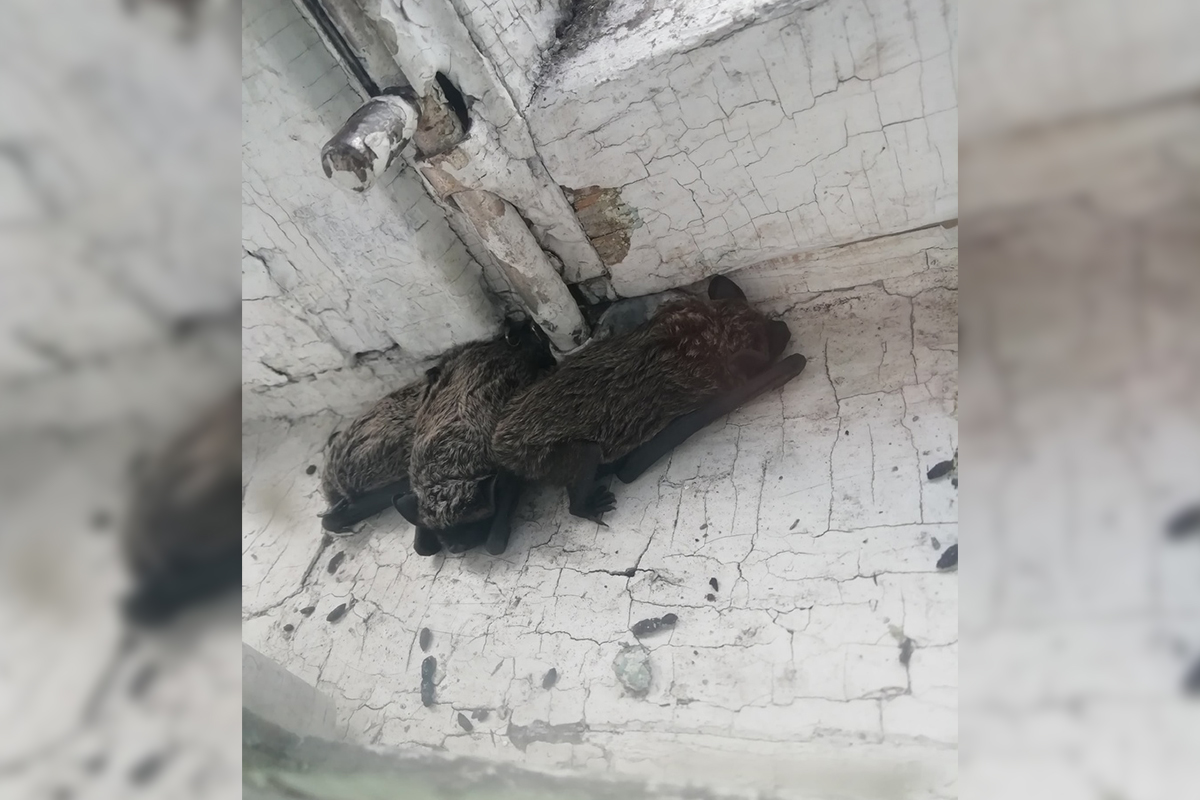 Фото: новокузнечанка весь вечер выгоняла летучих мышей из квартиры