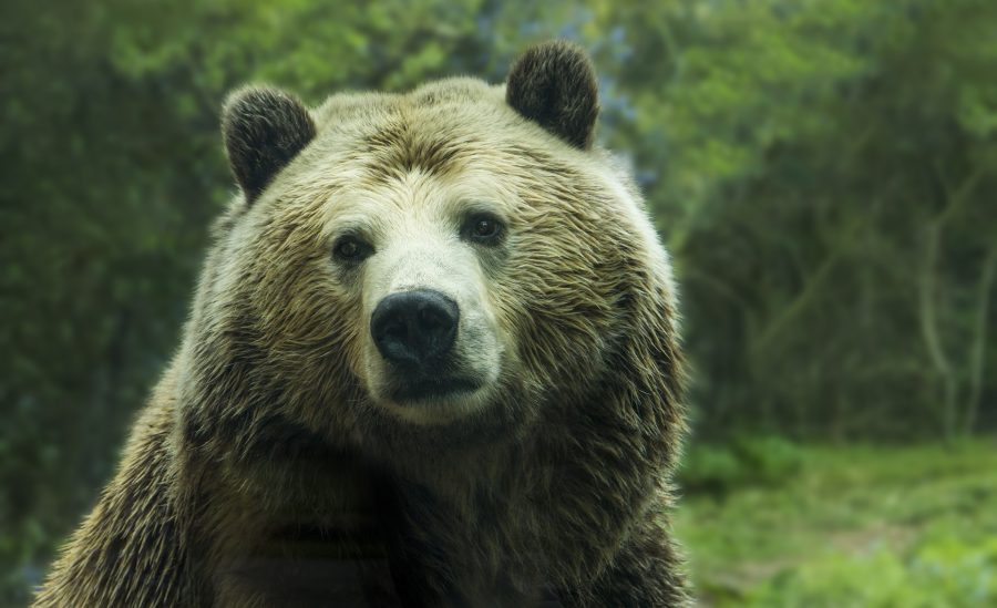 Медведь напал фермерское хозяйство в Кузбассе