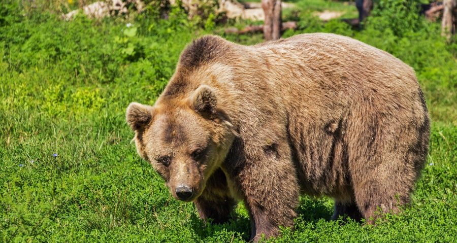 Агрессивные медведи вновь атакуют Кузбасс 