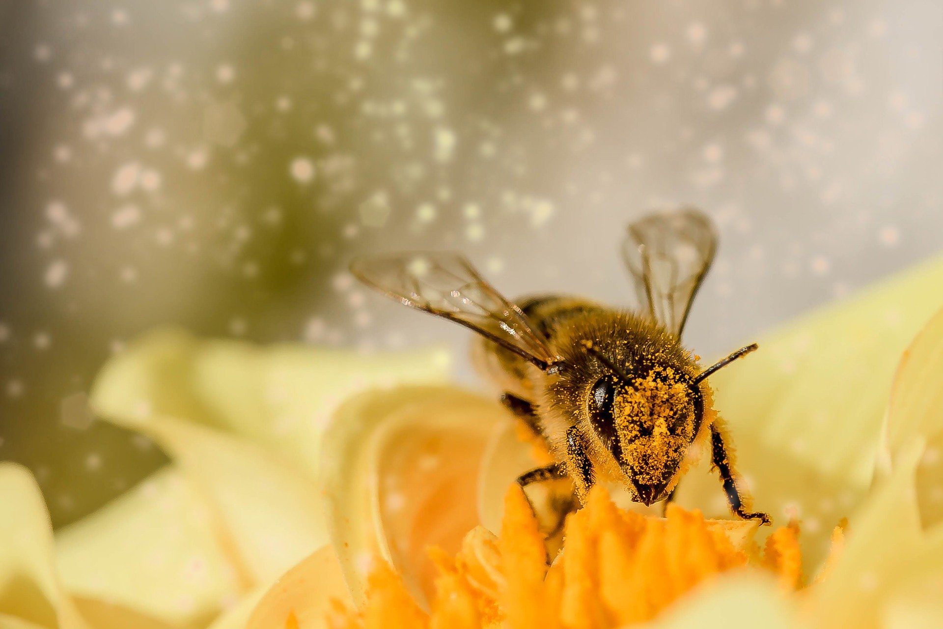 Ветнадзор Кузбасса взял пробы мёда и исследовал пчёл после массовой гибели
