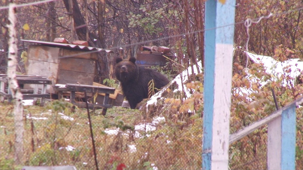 Два медведя похозяйничали в домах кузбасовцев