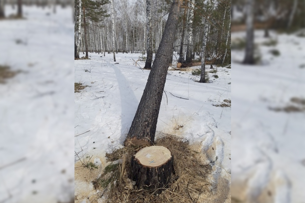 Кузбассовец «наломал дров» на 400 тысяч рублей